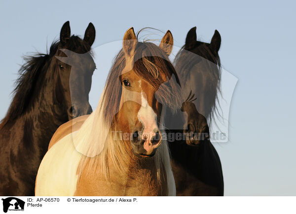 Pferde / AP-06570