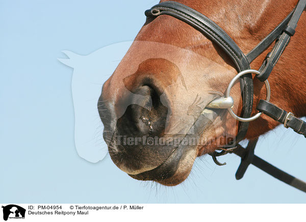 Deutsches Reitpony Maul / Pony mouth / PM-04954