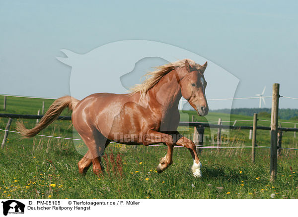 Deutscher Reitpony Hengst / pony stallion / PM-05105