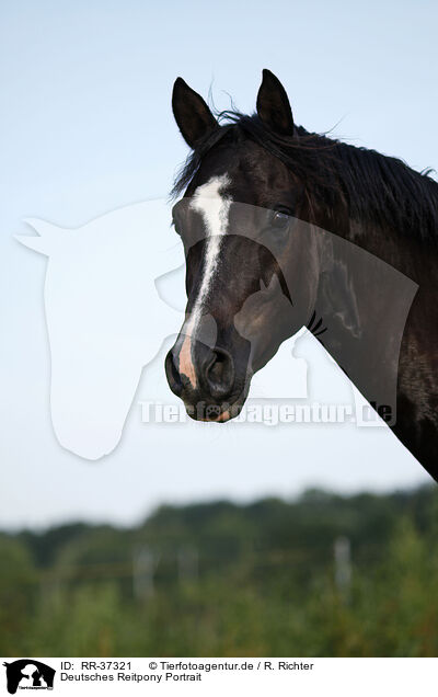 Deutsches Reitpony Portrait / Pony Portrait / RR-37321