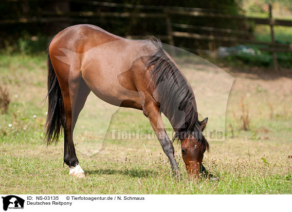 Deutsches Reitpony / Pony / NS-03135