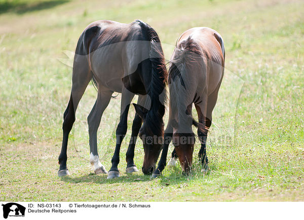 Deutsche Reitponies / Ponys / NS-03143