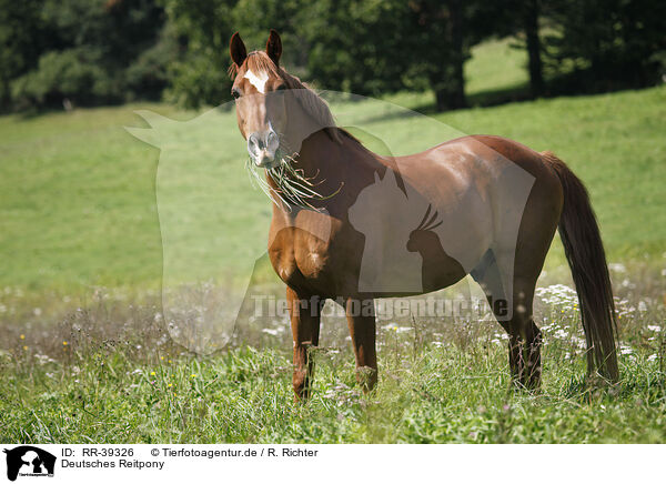 Deutsches Reitpony / horse / RR-39326