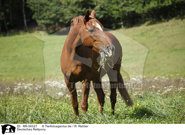 Deutsches Reitpony / horse / RR-39327