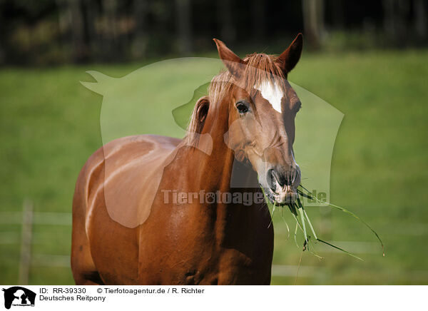 Deutsches Reitpony / horse / RR-39330