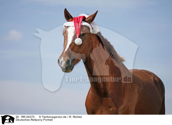 Deutsches Reitpony Portrait / horse portrait / RR-39370