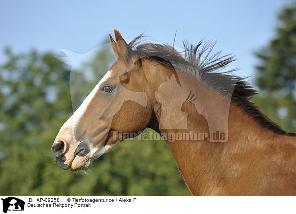 Deutsches Reitpony Portrait / pony portrait / AP-09258