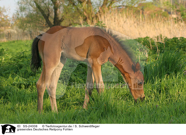 Deutsches Reitpony Fohlen / pony foal / SS-24008