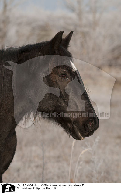 Deutsches Reitpony Portrait / pony portrait / AP-10416