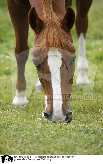 grasendes Deutsches Reitpony / browsing pony / RR-43804