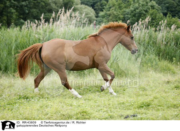 galoppierendes Deutsches Reitpony / galloping pony / RR-43809