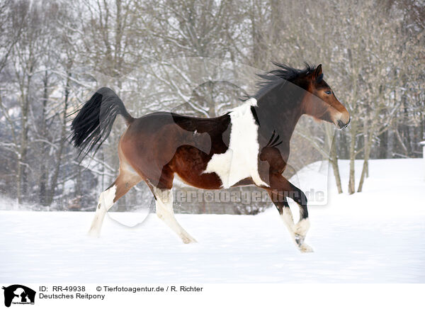 Deutsches Reitpony / Pinto / RR-49938