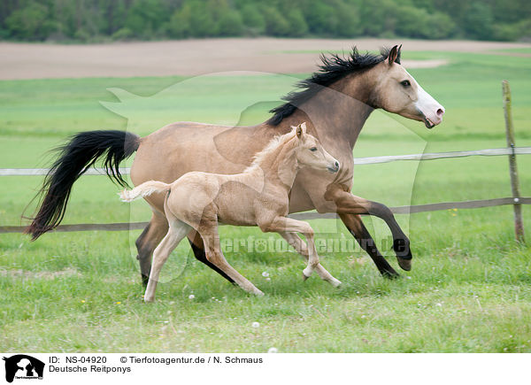 Deutsche Reitponys / German Riding Ponys / NS-04920