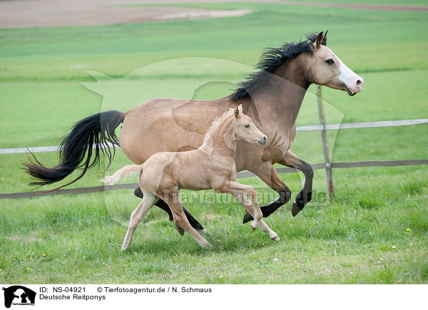 Deutsche Reitponys / German Riding Ponys / NS-04921