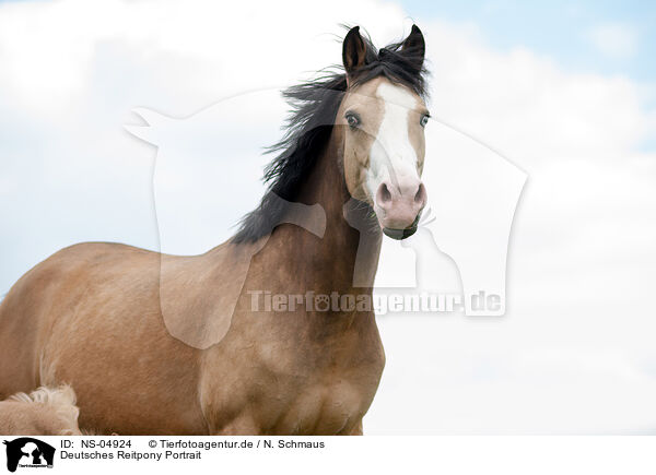 Deutsches Reitpony Portrait / German Riding Pony Portrait / NS-04924