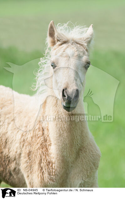 Deutsches Reitpony Fohlen / German Riding Pony Foal / NS-04945