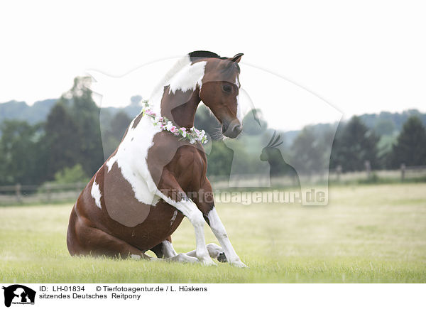 sitzendes Deutsches  Reitpony / sitting German Riding Pony / LH-01834