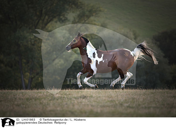 galoppierendes Deutsches  Reitpony / galloping German Riding Pony / LH-01863