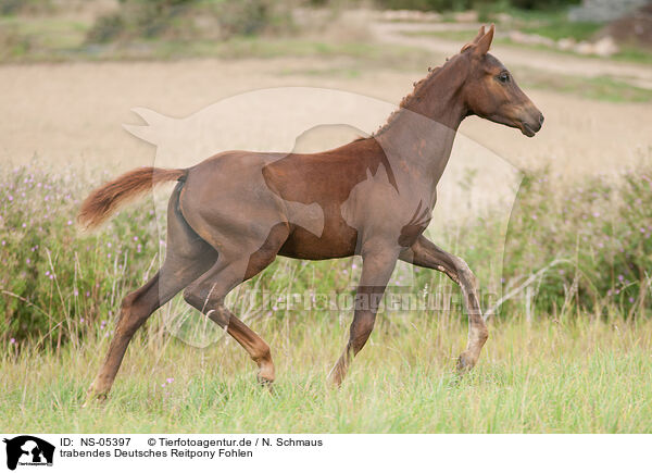 trabendes Deutsches Reitpony Fohlen / trtotting German Riding Pony foal / NS-05397