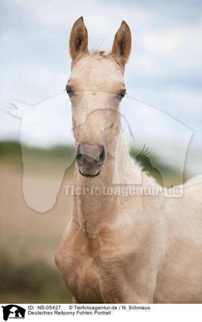 Deutsches Reitpony Fohlen Portrait / German Riding Pony foal portrait / NS-05427