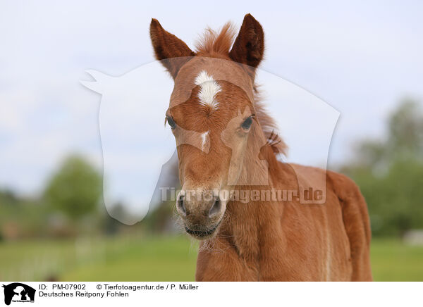 Deutsches Reitpony Fohlen / German Riding Pony foal / PM-07902