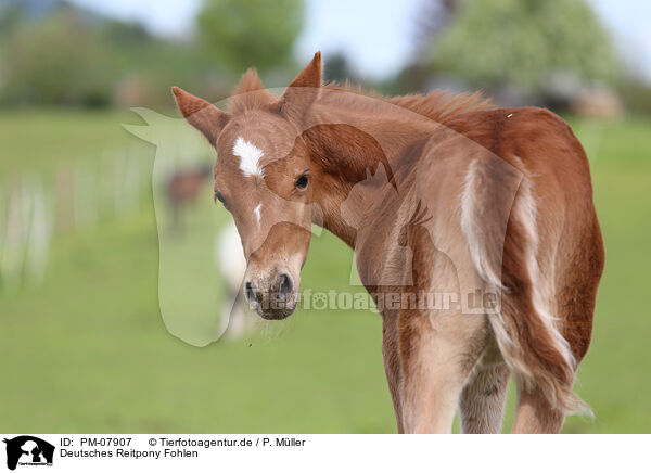 Deutsches Reitpony Fohlen / German Riding Pony foal / PM-07907