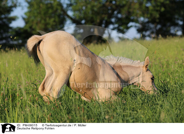 Deutsche Reitpony Fohlen / German Riding Pony Foal / PM-08015