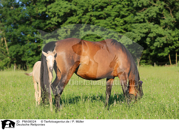 Deutsche Reitponies / German Riding Ponies / PM-08024