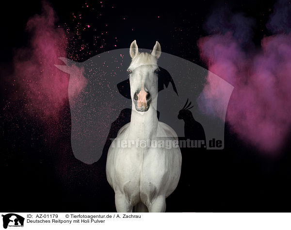 Deutsches Reitpony mit Holi Pulver / German Riding Pony with holy powder / AZ-01179