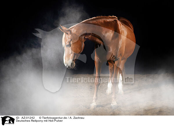 Deutsches Reitpony mit Holi Pulver / German Riding Pony with holy powder / AZ-01242
