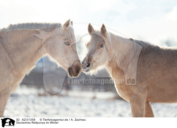 Deutsches Reitponys im Winter / german riding ponies in the winter / AZ-01358