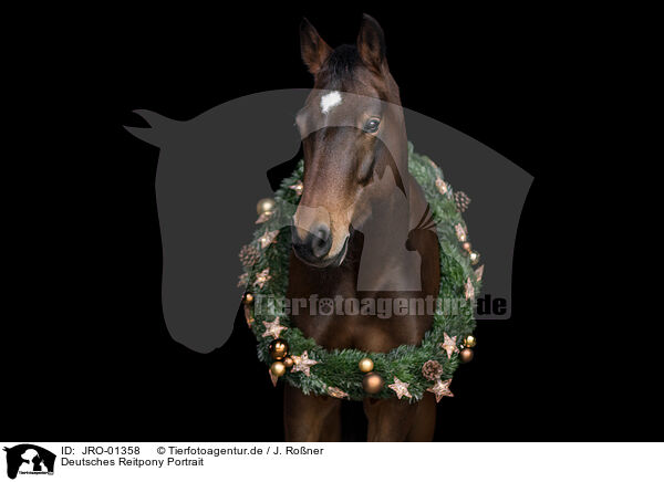Deutsches Reitpony Portrait / German Riding Pony Portrait / JRO-01358
