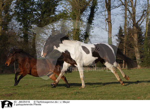 2 galoppierende Pferde / 2 galloping horses / JM-05416