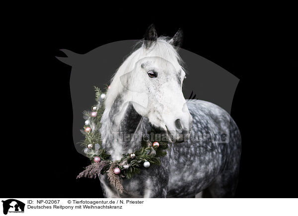 Deutsches Reitpony mit Weihnachtskranz / German Riding Pony with Christmas wreath / NP-02067