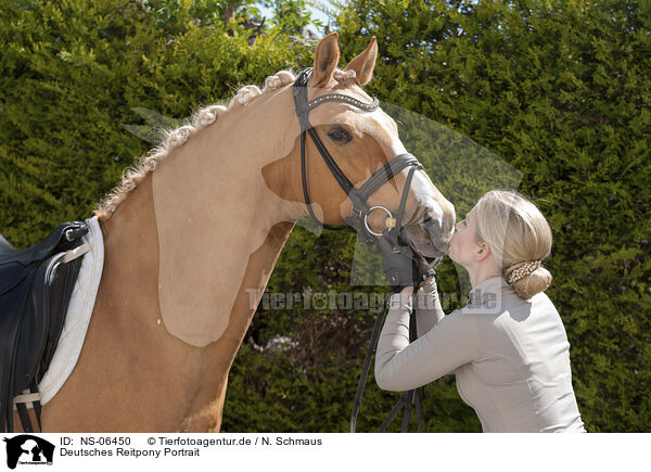 Deutsches Reitpony Portrait / German Riding Pony Portrait / NS-06450