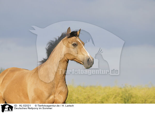 Deutsches Reitpony im Sommer / German Riding Pony in summer / HL-02021
