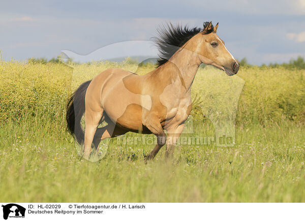 Deutsches Reitpony im Sommer / German Riding Pony in summer / HL-02029