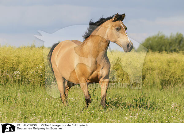 Deutsches Reitpony im Sommer / German Riding Pony in summer / HL-02030