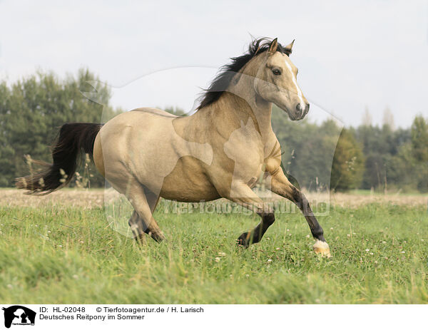 Deutsches Reitpony im Sommer / German Riding Pony in summer / HL-02048