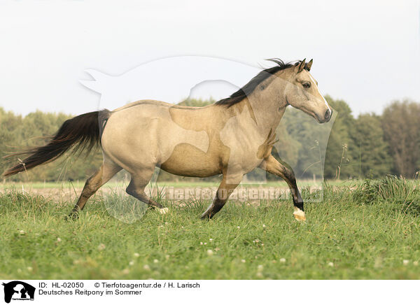 Deutsches Reitpony im Sommer / German Riding Pony in summer / HL-02050