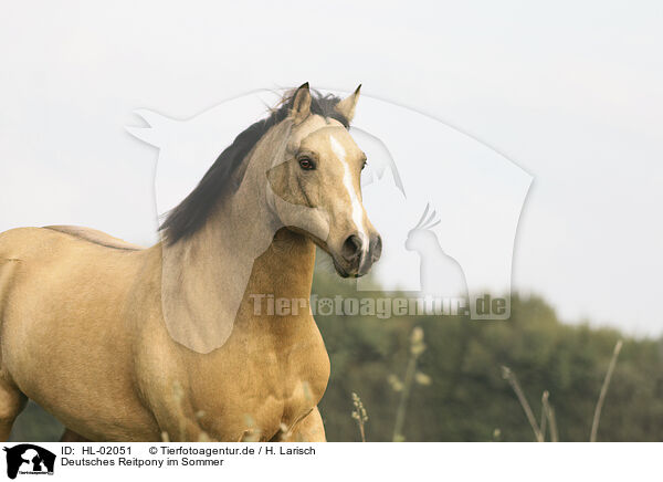 Deutsches Reitpony im Sommer / German Riding Pony in summer / HL-02051