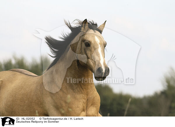 Deutsches Reitpony im Sommer / German Riding Pony in summer / HL-02052