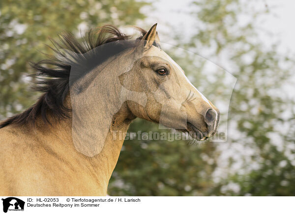 Deutsches Reitpony im Sommer / German Riding Pony in summer / HL-02053