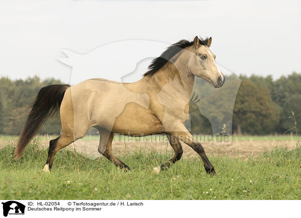 Deutsches Reitpony im Sommer / German Riding Pony in summer / HL-02054