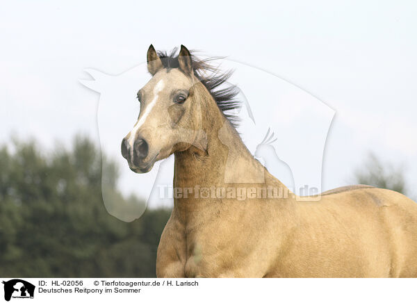 Deutsches Reitpony im Sommer / German Riding Pony in summer / HL-02056