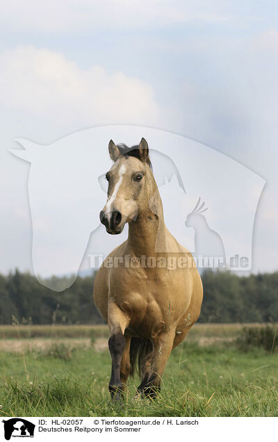 Deutsches Reitpony im Sommer / German Riding Pony in summer / HL-02057