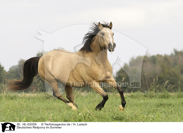 Deutsches Reitpony im Sommer / German Riding Pony in summer / HL-02059