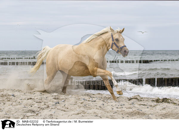 Deutsches Reitpony am Strand / German Riding Pony at the beach / MAB-02232