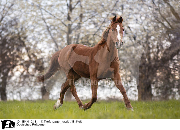 Deutsches Reitpony / German Riding Pony / BK-01248
