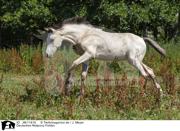 Deutsches Reitpony Fohlen / German Riding Pony foal / JM-11816